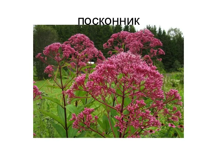 посконник