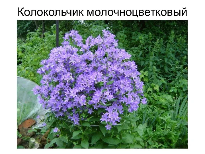 Колокольчик молочноцветковый