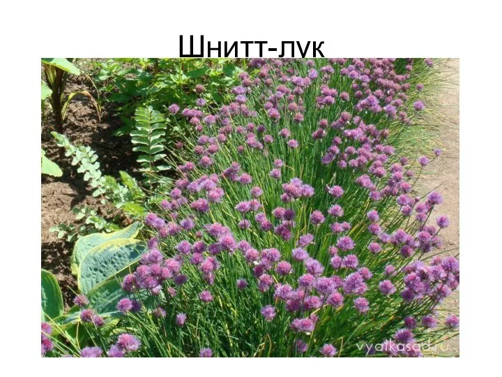 Шнитт-лук