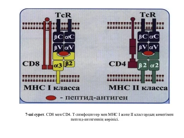 7-ші сурет. CD8 мен CD4. Т-лимфоциттер мен MHC І және ІІ кластардың көмегімен пептид-антигеннің көрінісі.