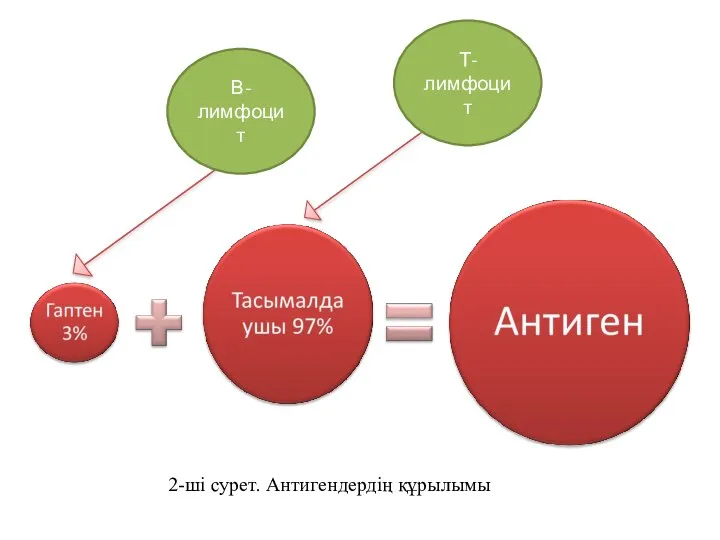 Т-лимфоцит В-лимфоцит 2-ші сурет. Антигендердің құрылымы