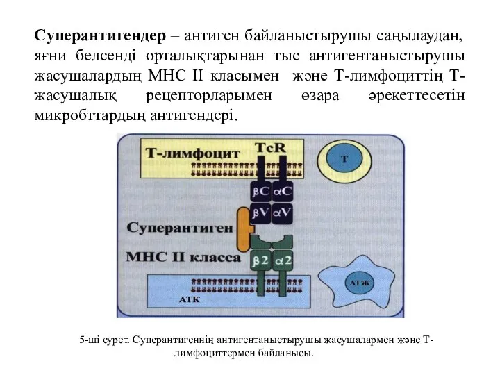 Cуперантигендер – антиген байланыстырушы саңылаудан, яғни белсенді орталықтарынан тыс антигентаныстырушы жасушалардың