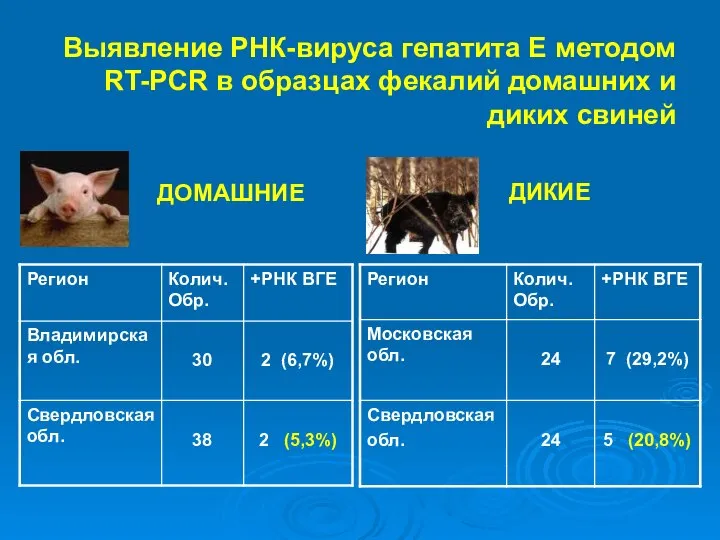 Выявление РНК-вируса гепатита Е методом RT-PCR в образцах фекалий домашних и диких свиней ДОМАШНИЕ ДИКИЕ