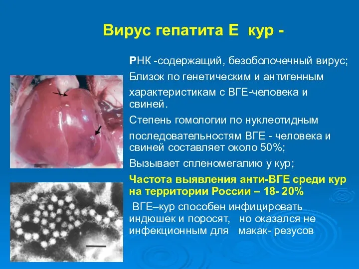 Вирус гепатита Е кур - РНК -содержащий, безоболочечный вирус; Близок по