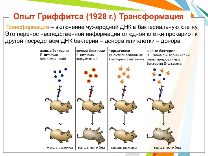 Опыт Гриффитса (1928 г.) Трансформация Трансформация – включение чужеродной ДНК в