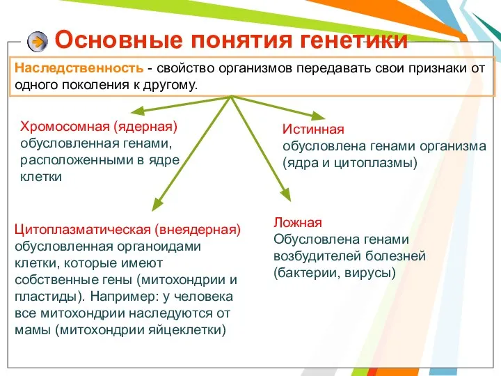 Наследственность - свойство организмов передавать свои признаки от одного поколения к