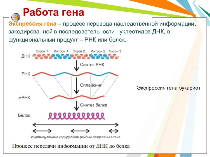 Работа гена Экспрессия гена – процесс перевода наследственной информации, закодированной в