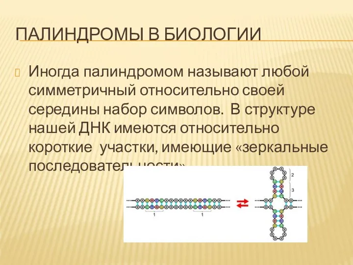 ПАЛИНДРОМЫ В БИОЛОГИИ Иногда палиндромом называют любой симметричный относительно своей середины