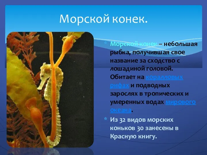 Морской конек – не6ольшая рыбка, получившая свое название за сходство с