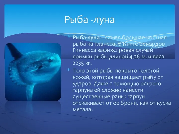 Рыба -луна Рыба-луна – самая большая костная рыба на планете. В