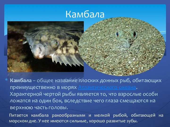 Камбала – общее название плоских донных рыб, обитающих преимущественно в морях