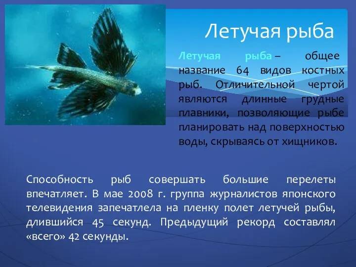 Летучая рыба Летучая рыба – общее название 64 видов костных рыб.