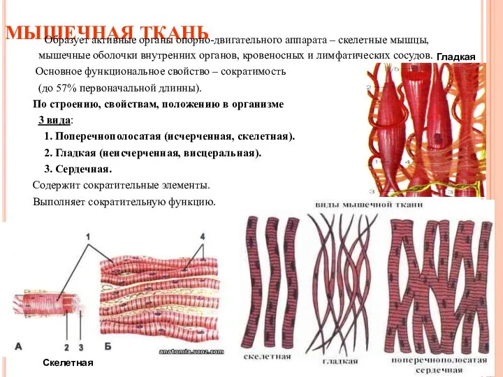 МЫШЕЧНАЯ ТКАНЬ Образует активные органы опорно-двигательного аппарата – скелетные мышцы, мышечные