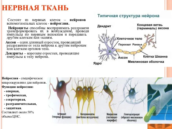 НЕРВНАЯ ТКАНЬ Состоит из нервных клеток – нейронов и вспомогательных клеток