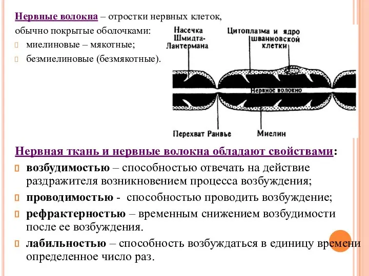 Нервные волокна – отростки нервных клеток, обычно покрытые оболочками: миелиновые –