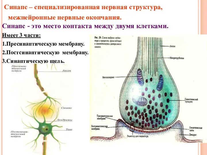 Синапс – специализированная нервная структура, межнейронные нервные окончания. Синапс - это