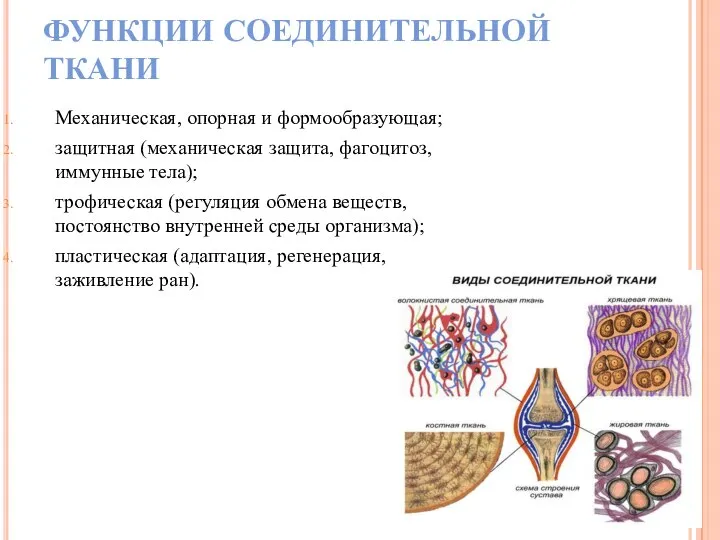 ФУНКЦИИ СОЕДИНИТЕЛЬНОЙ ТКАНИ Механическая, опорная и формообразующая; защитная (механическая защита, фагоцитоз,