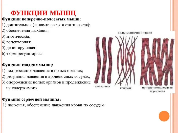 ФУНКЦИИ МЫШЦ Функции поперечно-полосатых мышц: 1) двигательная (динамическая и статическая); 2)