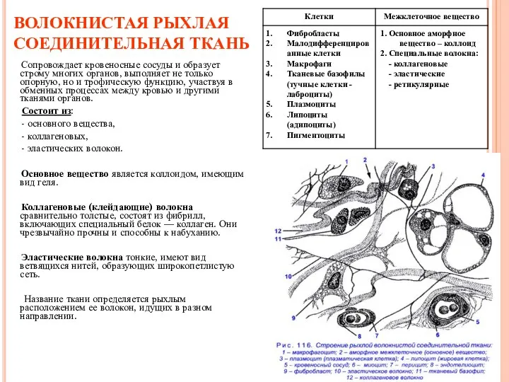 ВОЛОКНИСТАЯ РЫХЛАЯ СОЕДИНИТЕЛЬНАЯ ТКАНЬ Сопровождает кровеносные сосуды и образует строму многих