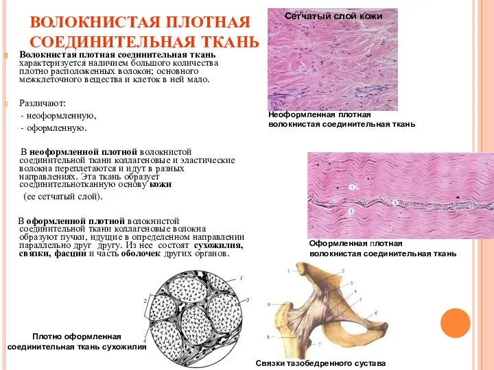 ВОЛОКНИСТАЯ ПЛОТНАЯ СОЕДИНИТЕЛЬНАЯ ТКАНЬ Волокнистая плотная соединительная ткань характеризуется наличием большого