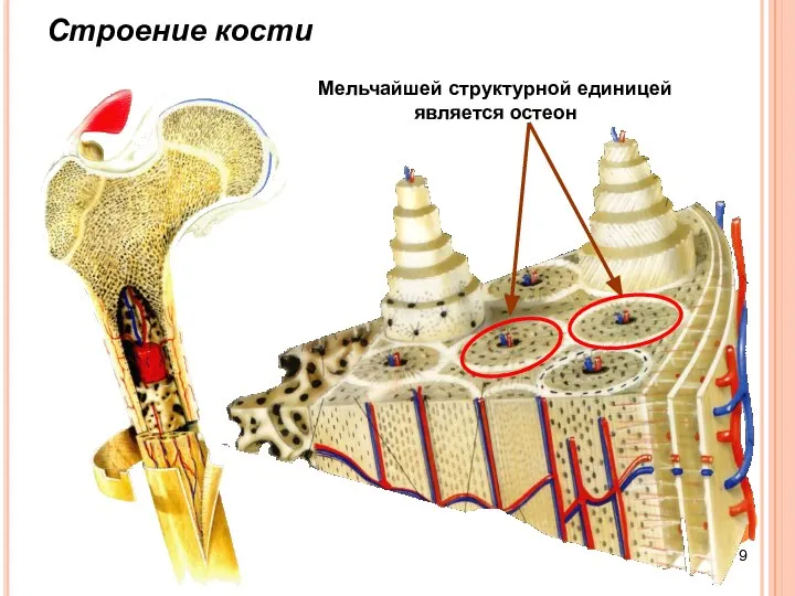 Строение кости Мельчайшей структурной единицей является остеон