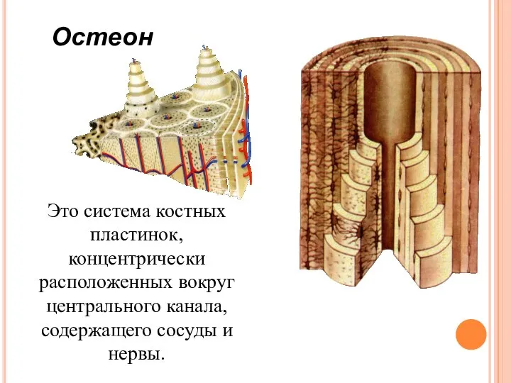 Остеон Это система костных пластинок, концентрически расположенных вокруг центрального канала, содержащего сосуды и нервы.