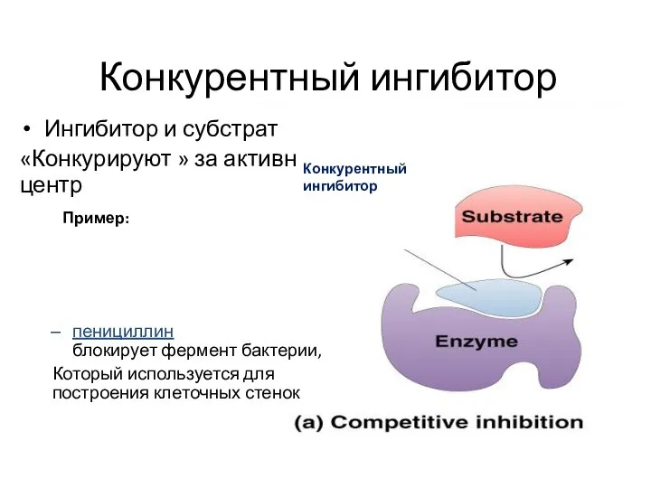 Конкурентный ингибитор Ингибитор и субстрат «Конкурируют » за активный центр пенициллин