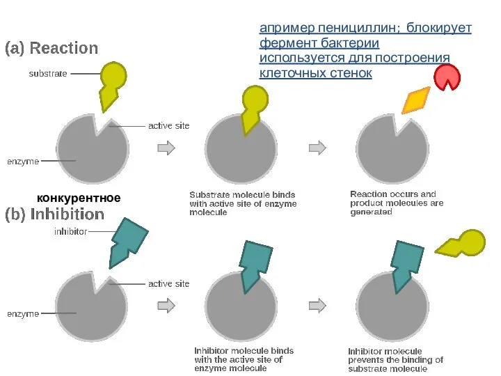конкурентное апример пенициллин; блокирует фермент бактерии используется для построения клеточных стенок