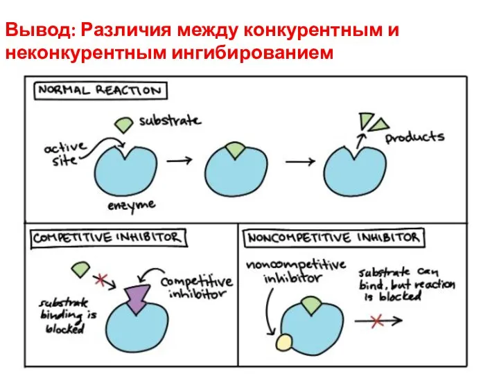 Вывод: Различия между конкурентным и неконкурентным ингибированием