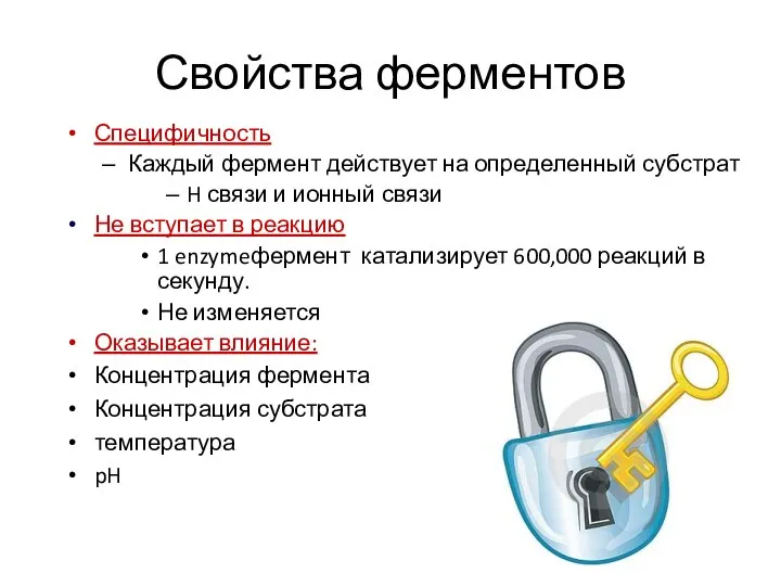 Свойства ферментов Специфичность Каждый фермент действует на определенный субстрат H связи