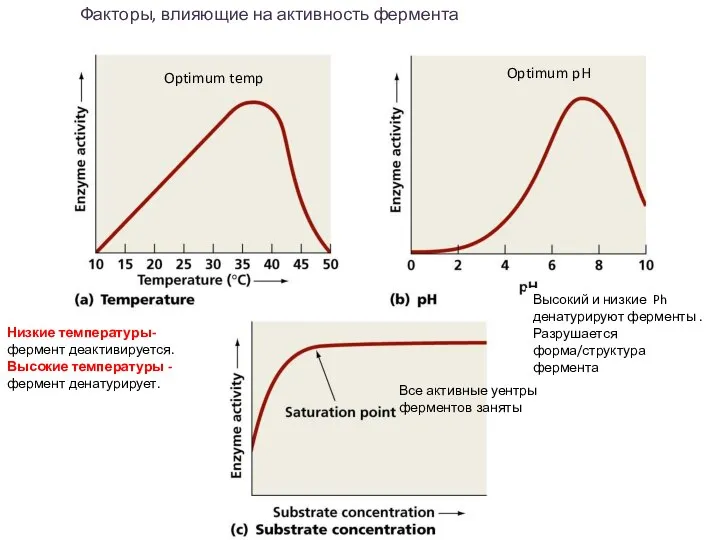 Факторы, влияющие на активность фермента Высокий и низкие Ph денатурируют ферменты