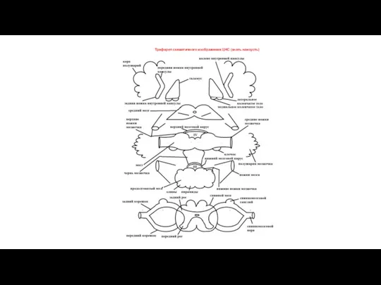 Трафарет схематичного изображения ЦНС (знать наизусть)