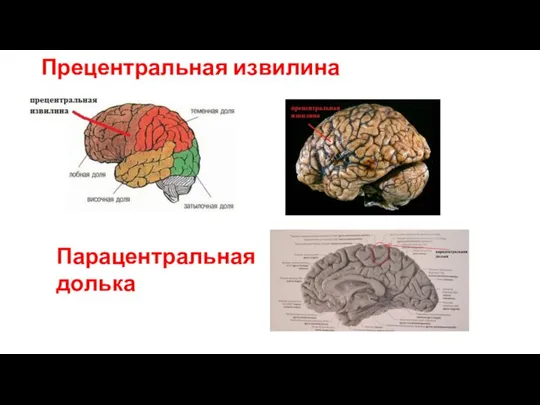 Прецентральная извилина Парацентральная долька