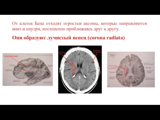 От клеток Беца отходят отростки аксоны, которые направляются вниз и кнутри,