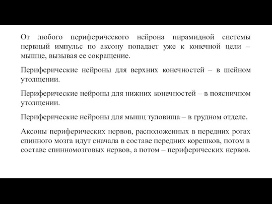 От любого периферического нейрона пирамидной системы нервный импульс по аксону попадает