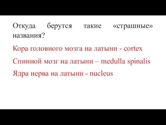 Откуда берутся такие «страшные» названия? Кора головного мозга на латыни -