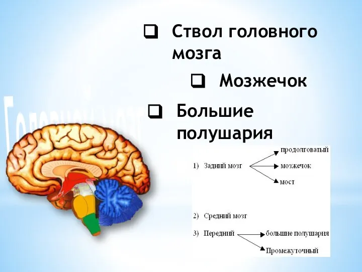 Ствол головного мозга Мозжечок Большие полушария Головной мозг