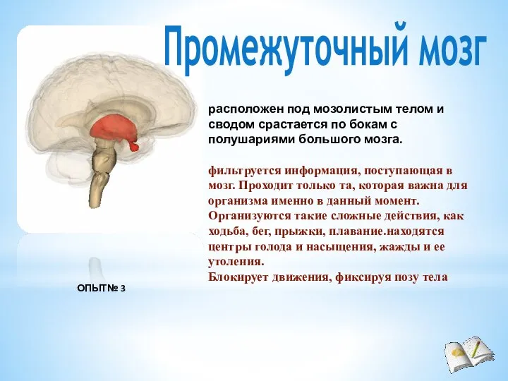 Промежуточный мозг расположен под мозолистым телом и сводом срастается по бокам