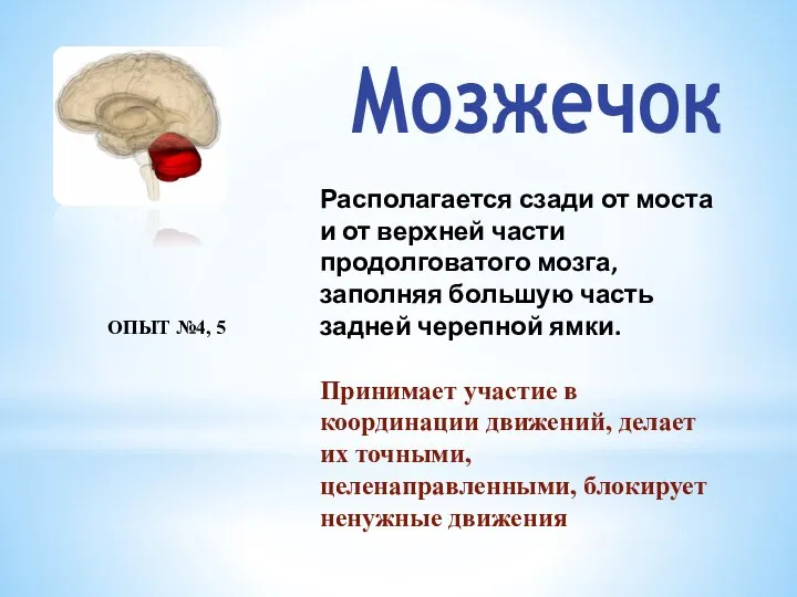 Мозжечок Располагается сзади от моста и от верхней части продолговатого мозга,