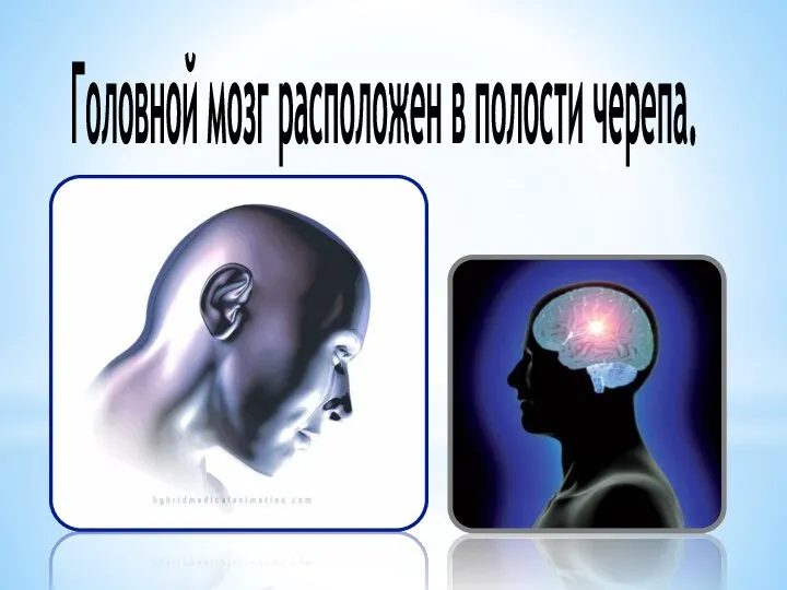 Головной мозг расположен в полости черепа.