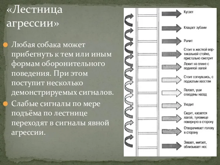 Любая собака может прибегнуть к тем или иным формам оборонительного поведения.