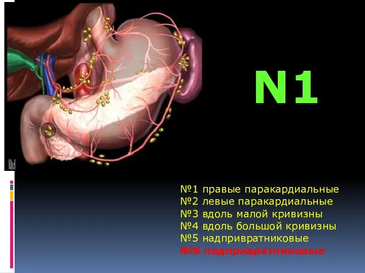 №1 правые паракардиальные №2 левые паракардиальные №3 вдоль малой кривизны №4