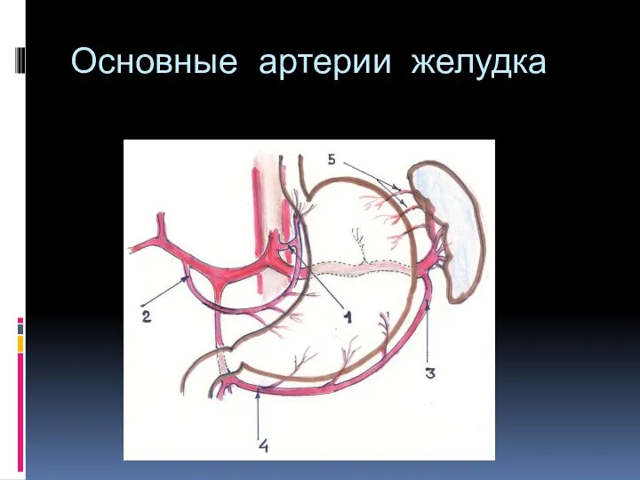 Основные артерии желудка