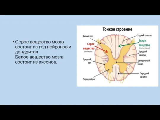 Серое вещество мозга состоит из тел нейронов и дендритов. Белое вещество мозга состоит из аксонов.