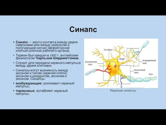 Синапс Синапс — место контакта между двумя нейронами или между нейроном