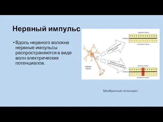 Нервный импульс Вдоль нервного волокна нервные импульсы распространяются в виде волн электрических потенциалов. Мембранный потенциал