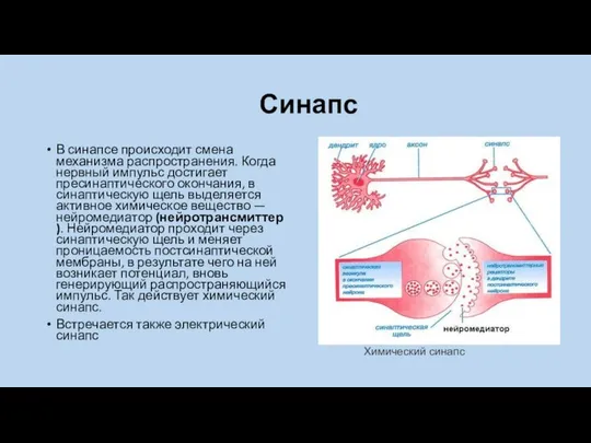 Синапс В синапсе происходит смена механизма распространения. Когда нервный импульс достигает