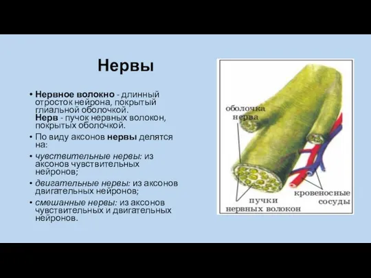 Нервы Нервное волокно - длинный отросток нейрона, покрытый глиальной оболочкой. Нерв