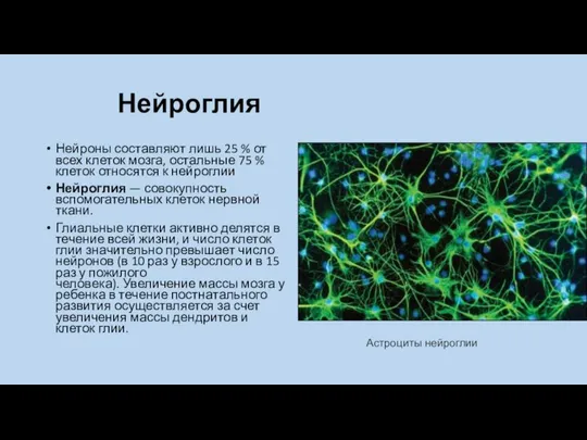 Нейроглия Нейроны составляют лишь 25 % от всех клеток мозга, остальные