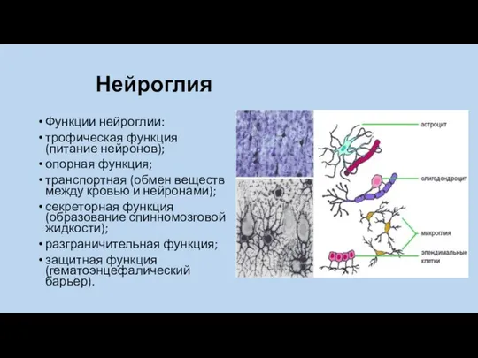 Нейроглия Функции нейроглии: трофическая функция (питание нейронов); опорная функция; транспортная (обмен